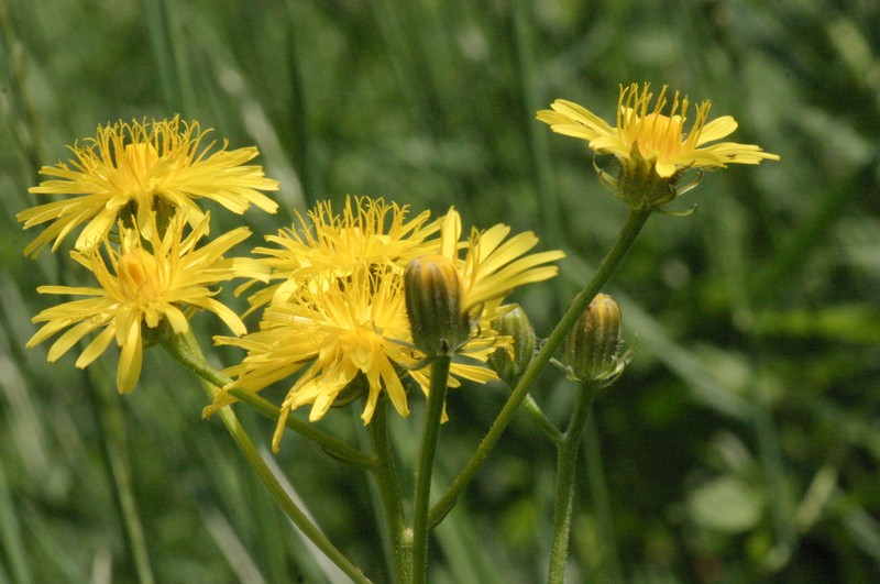 Rough Hawksbeard