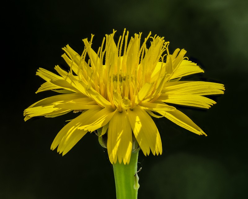 Rough Hawksbeard photo 3