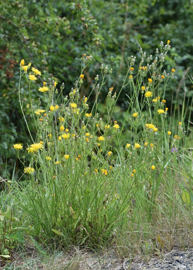 Rough Hawksbeard photo 4