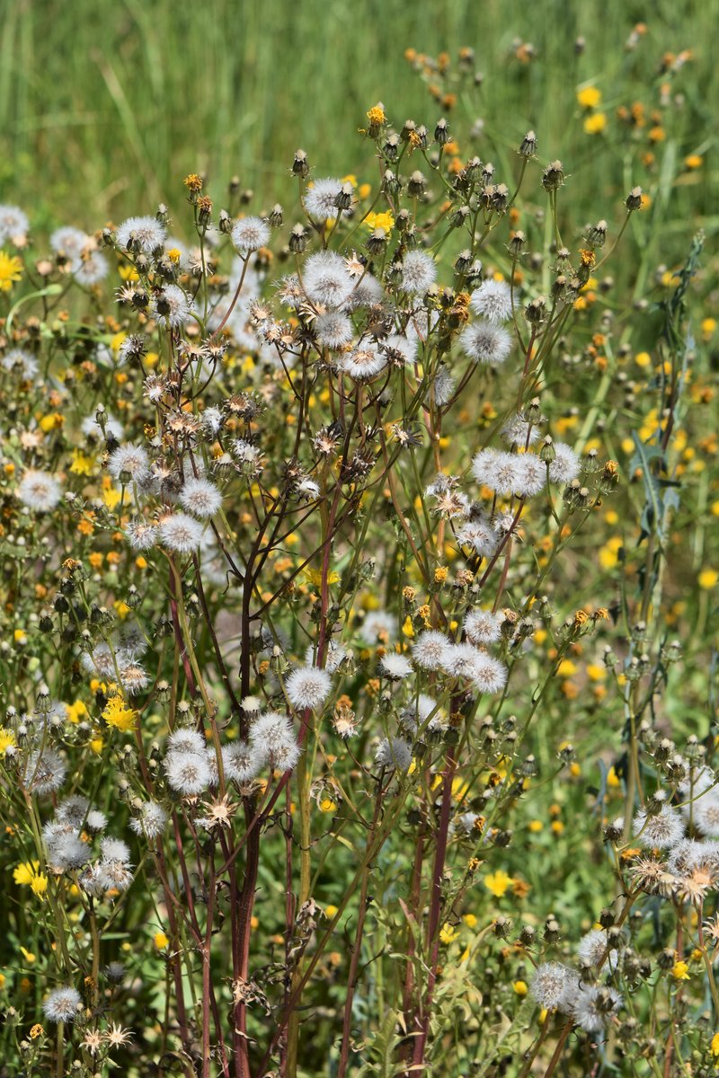 Rough Hawksbeard photo 5