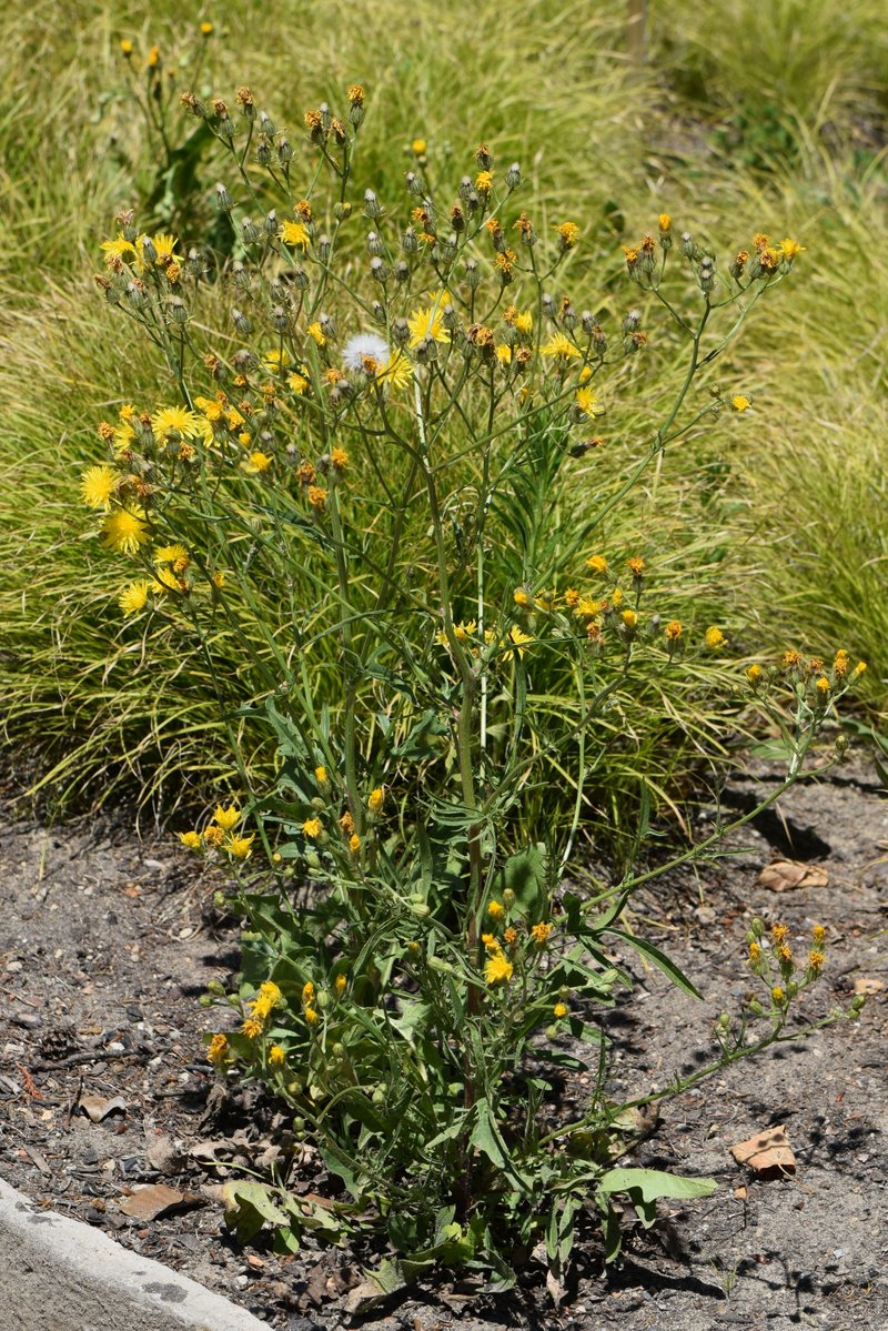 Rough Hawksbeard photo 6