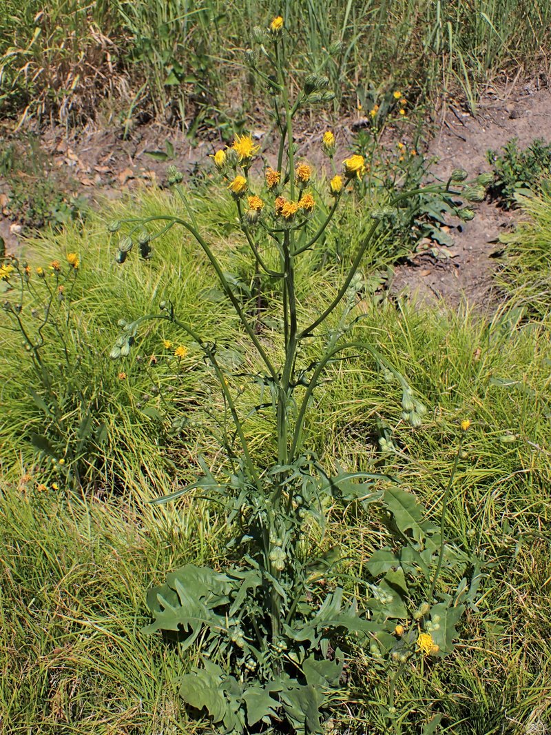 Rough Hawksbeard photo 7