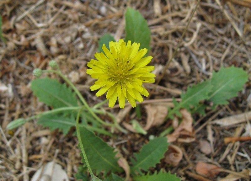 Italian Hawksbeard