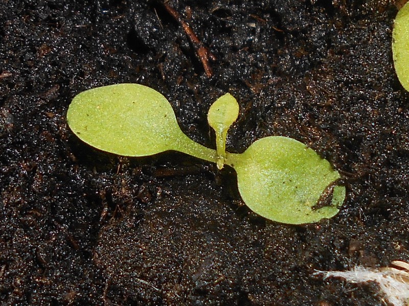 Smooth Hawksbeard photo 5