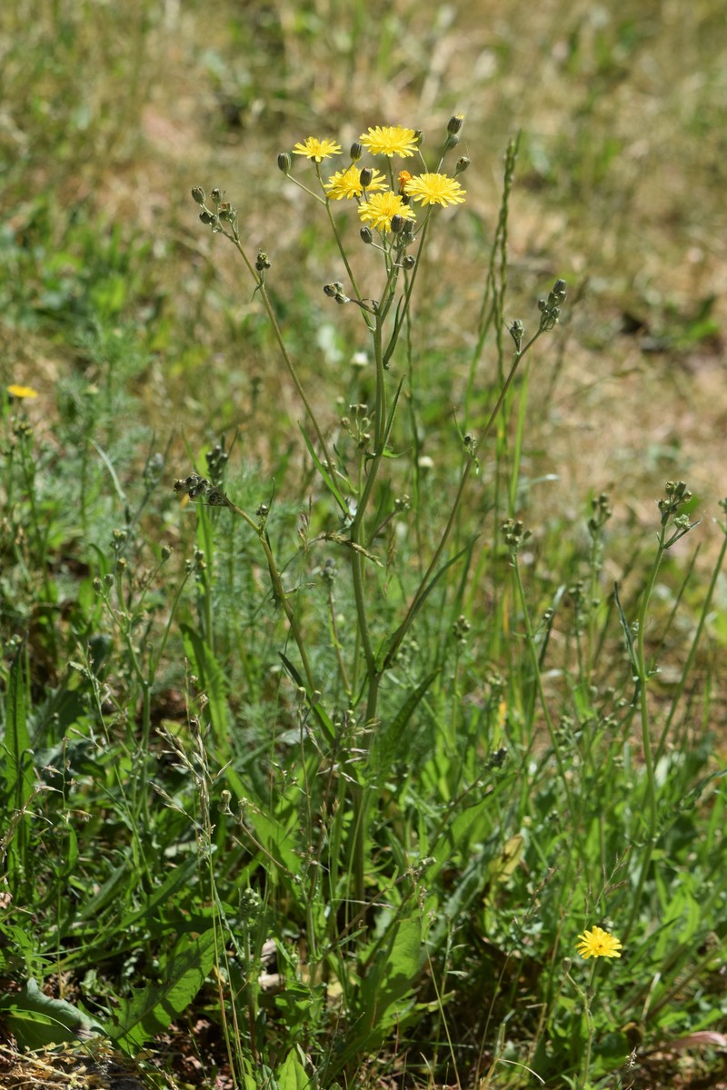 Smooth Hawksbeard photo 3