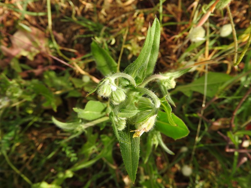 Crepis hellenica photo 2