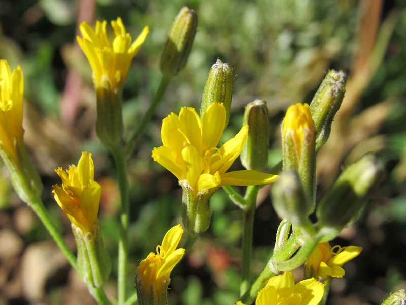 Limestone Hawksbeard