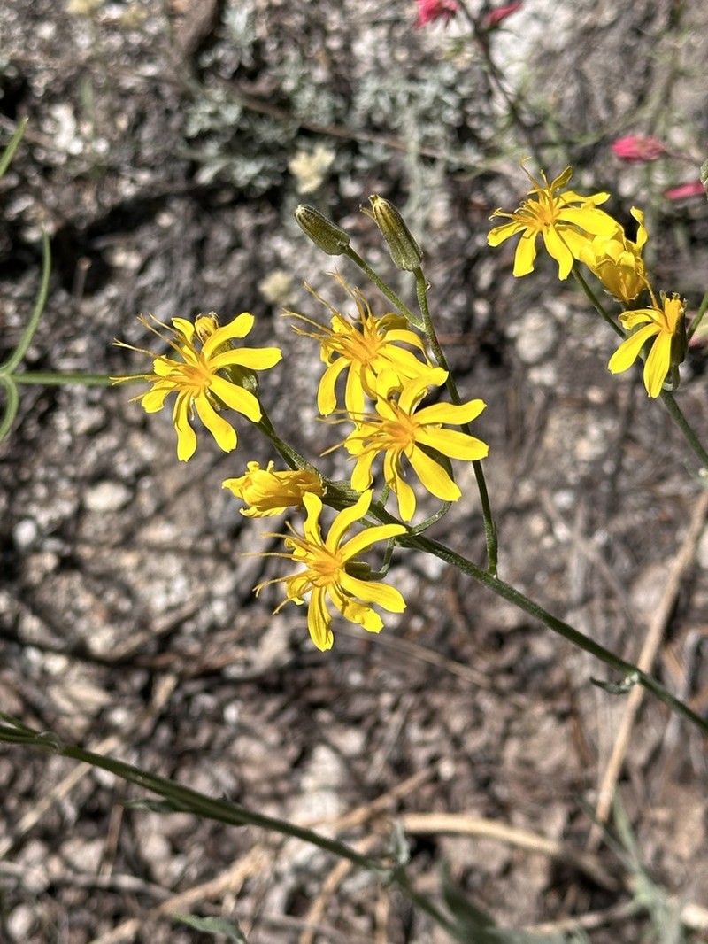 Limestone Hawksbeard photo 2