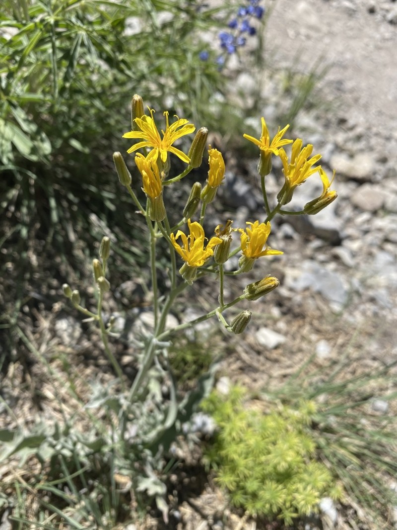 Limestone Hawksbeard photo 3