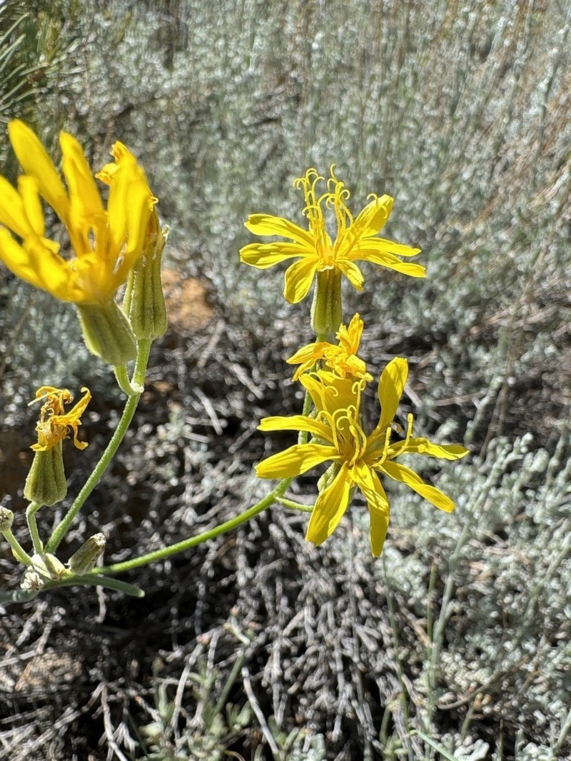 Limestone Hawksbeard photo 4