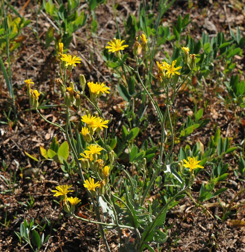 Limestone Hawksbeard photo 5