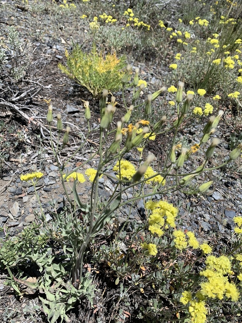Limestone Hawksbeard photo 6
