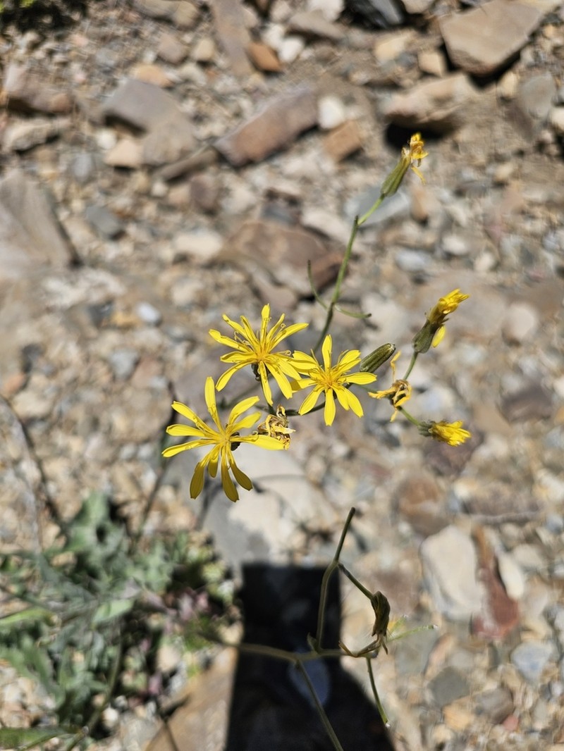 Limestone Hawksbeard photo 7