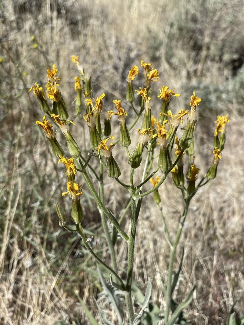Limestone Hawksbeard photo 8