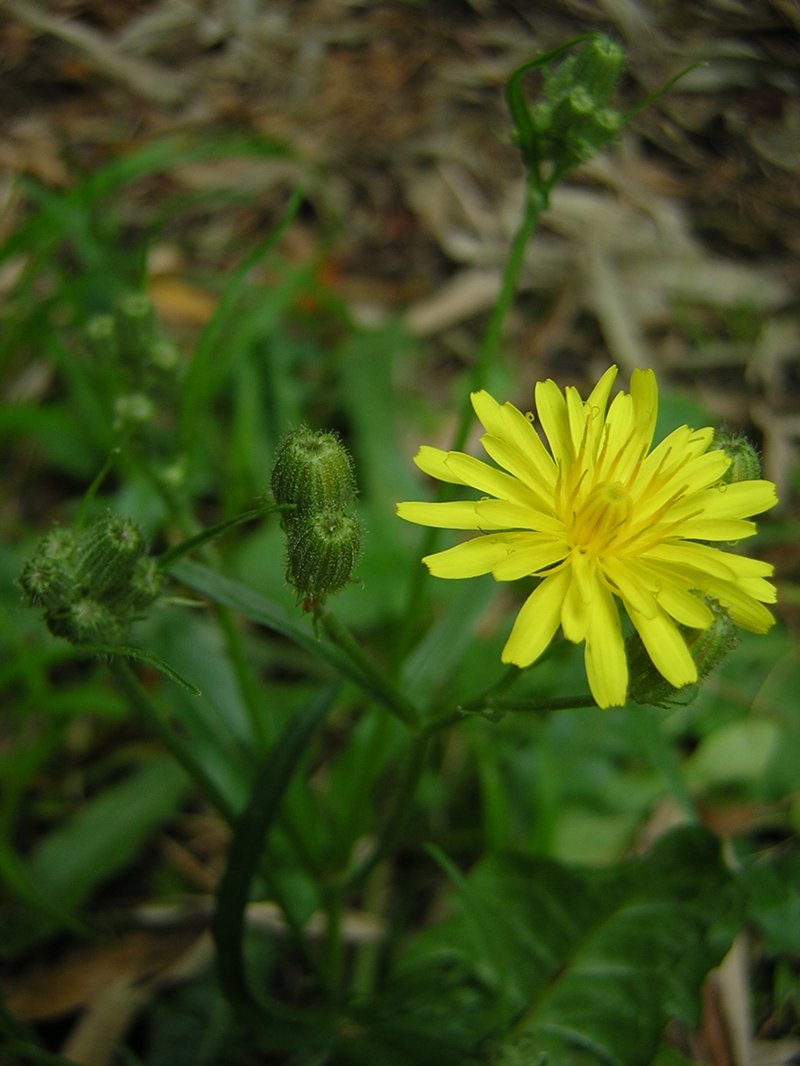 Crepis kotschyana