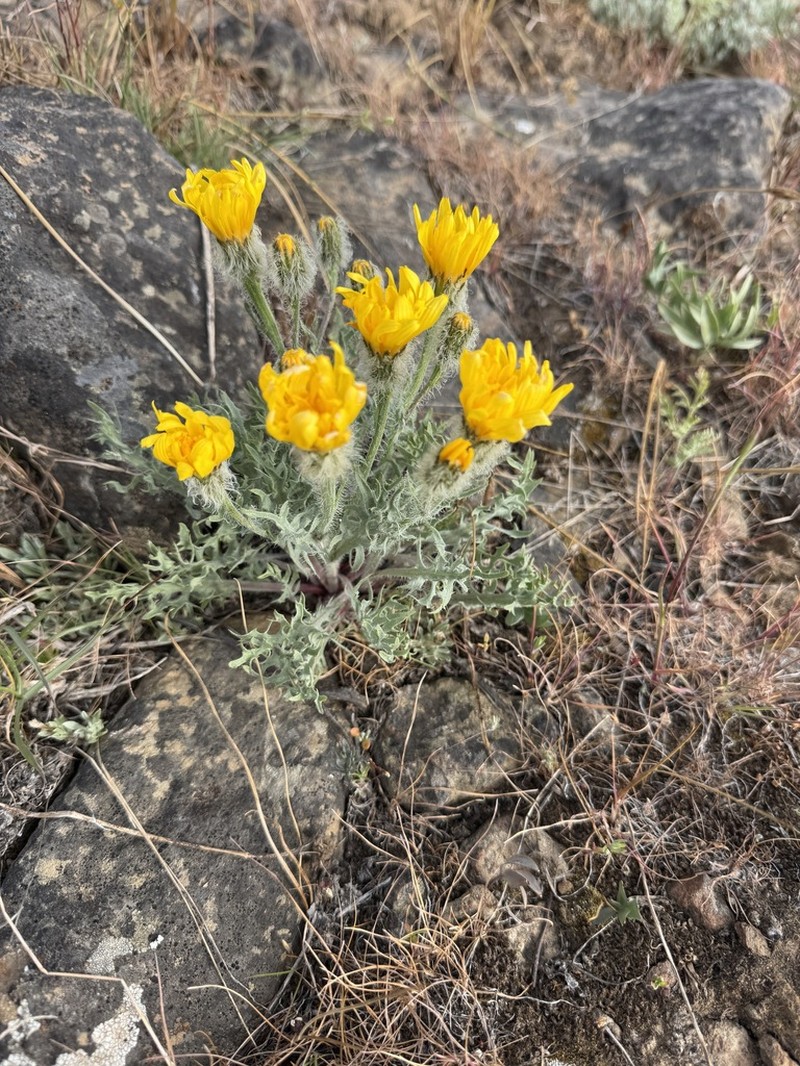 Modoc Hawksbeard