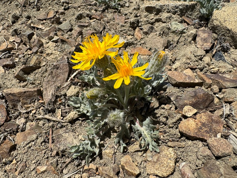 Modoc Hawksbeard photo 2