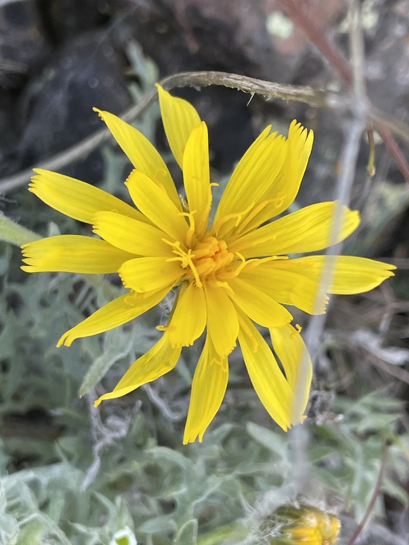 Modoc Hawksbeard photo 3
