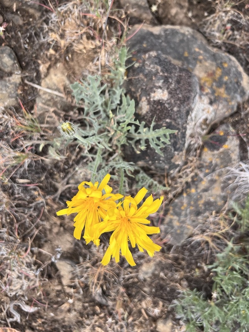 Modoc Hawksbeard photo 4