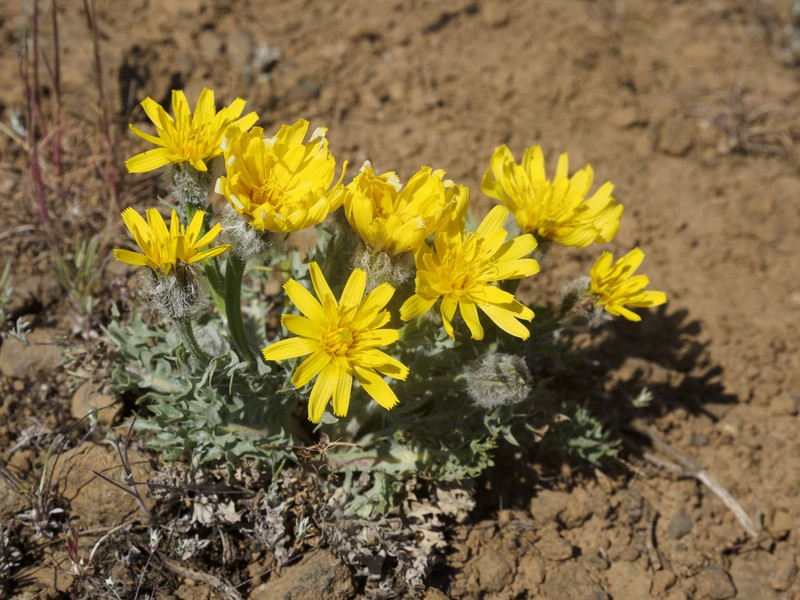 Modoc Hawksbeard photo 5