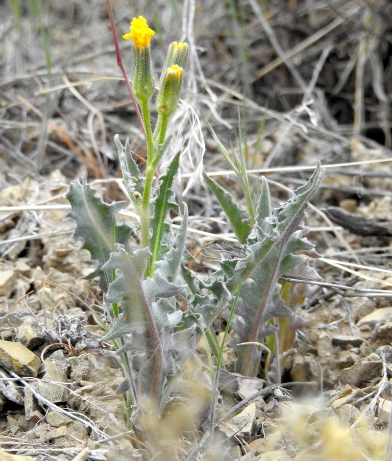 Modoc Hawksbeard photo 6