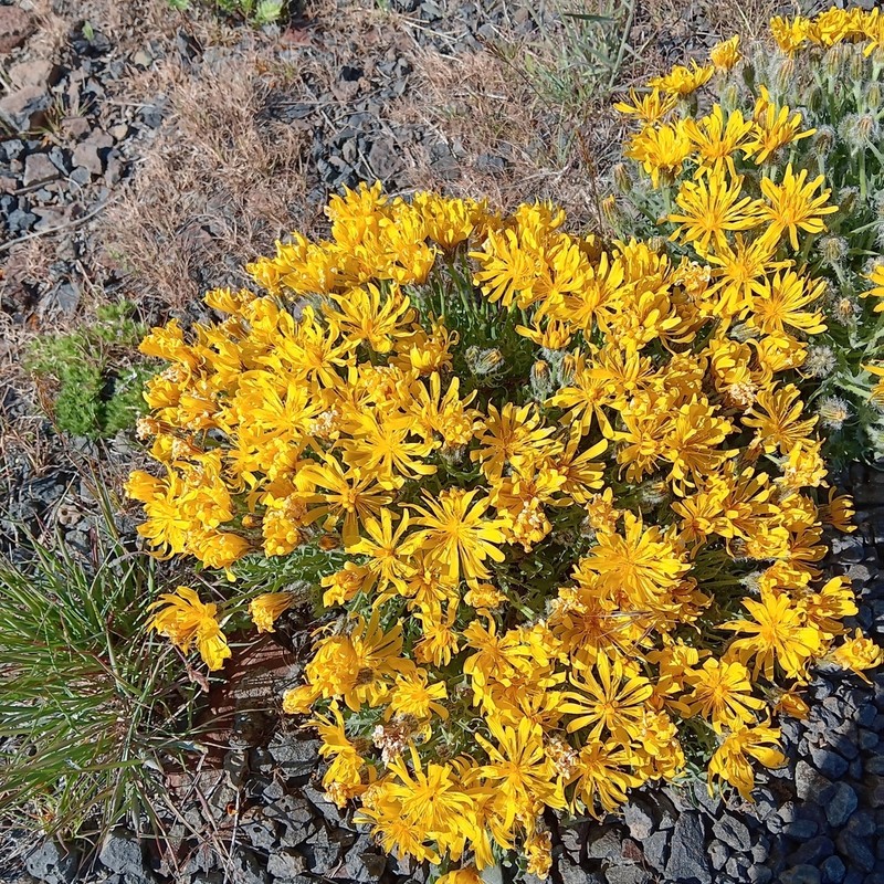 Modoc Hawksbeard photo 7