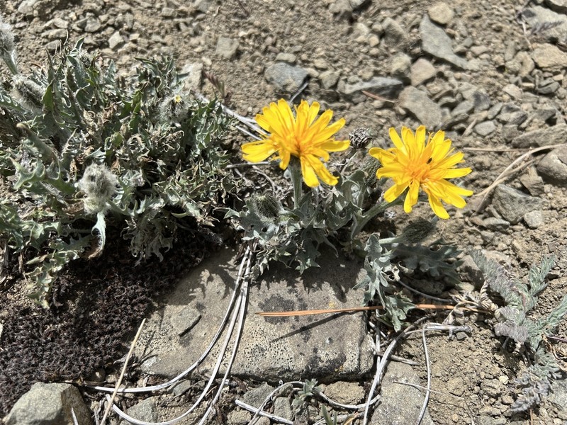 Modoc Hawksbeard photo 8