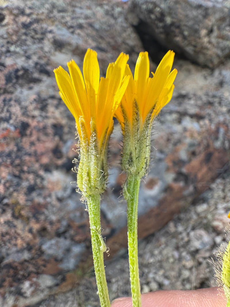 Crepis modocensis subsp. modocensis