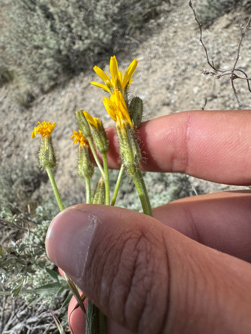 Crepis modocensis subsp. modocensis photo 2