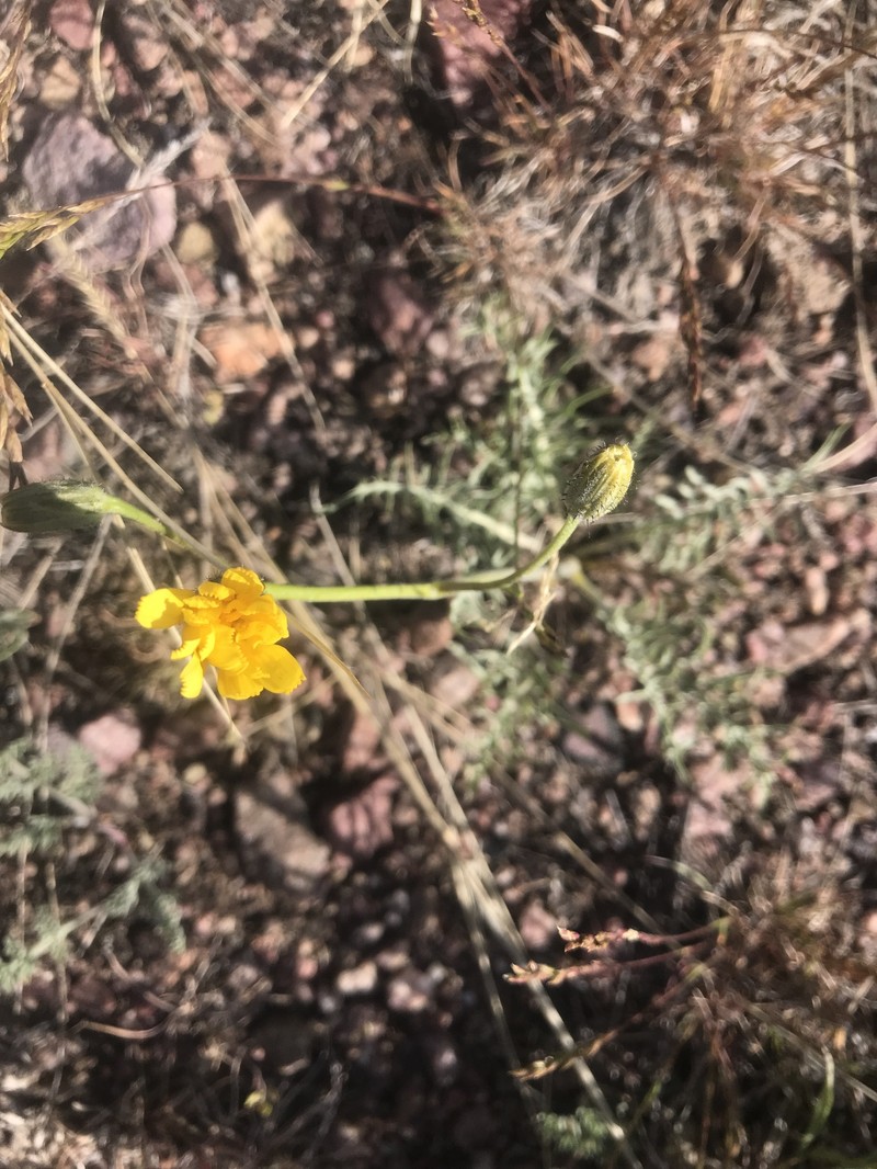 Crepis modocensis subsp. modocensis photo 3