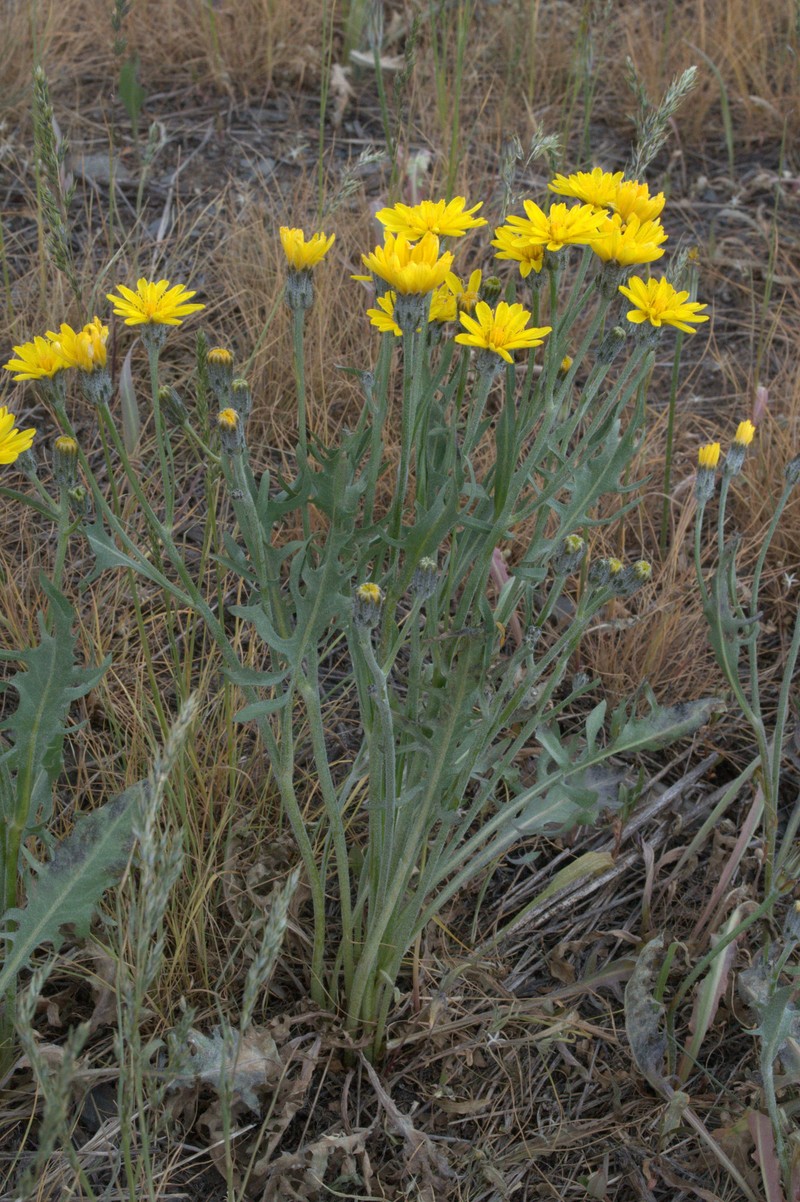 Crepis modocensis subsp. modocensis photo 4