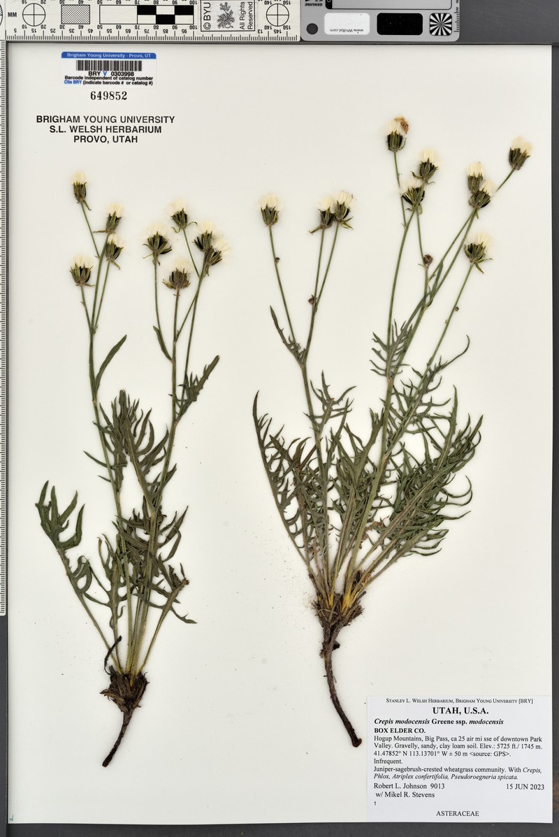 Crepis modocensis subsp. modocensis photo 5