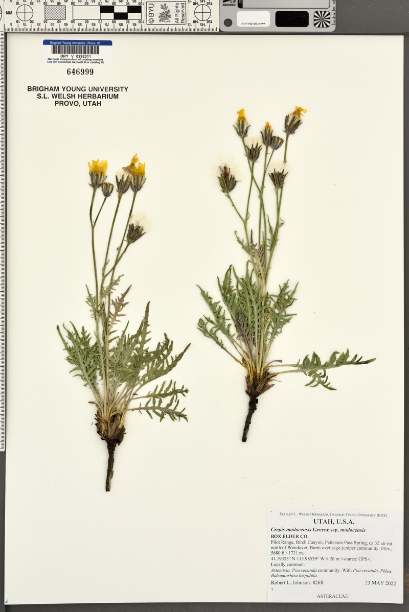 Crepis modocensis subsp. modocensis photo 6