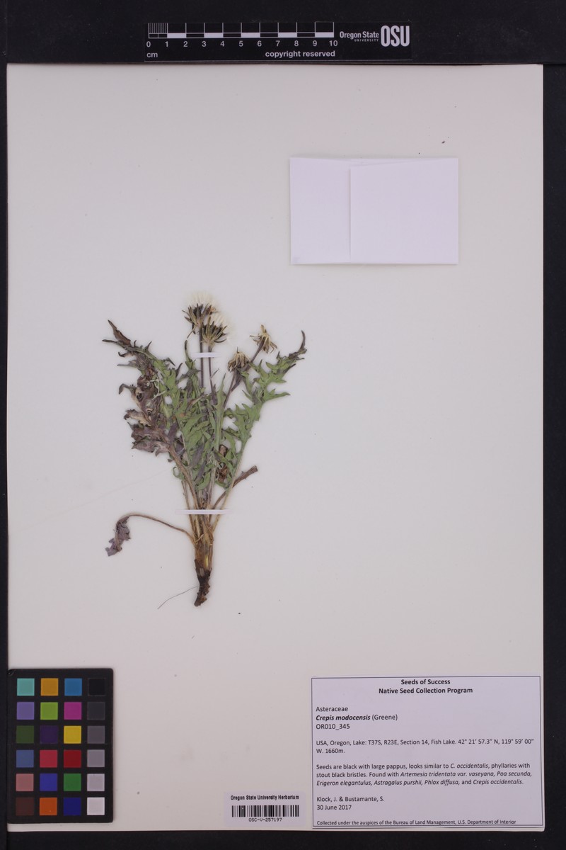 Crepis modocensis subsp. rostrata