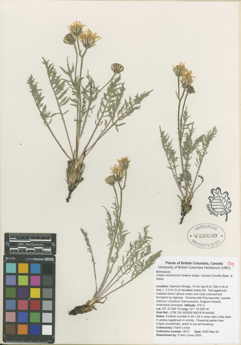 Crepis modocensis subsp. rostrata photo 2