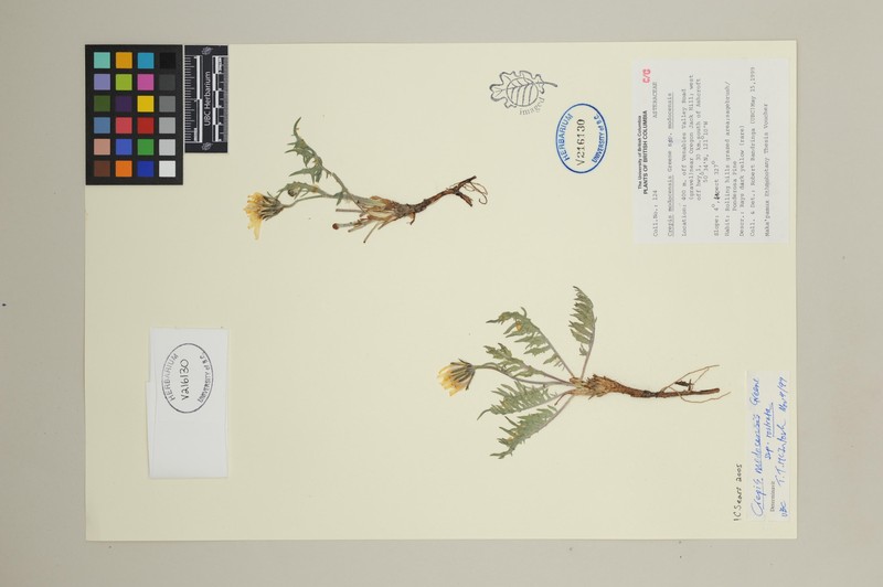 Crepis modocensis subsp. rostrata photo 3