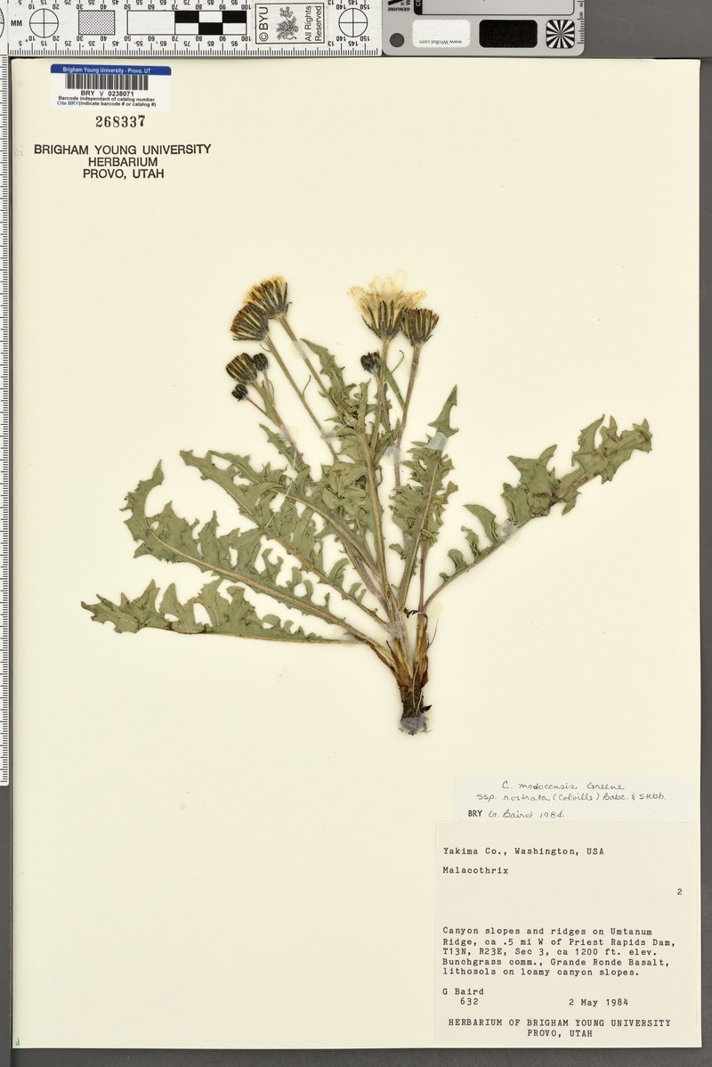 Crepis modocensis subsp. rostrata photo 4