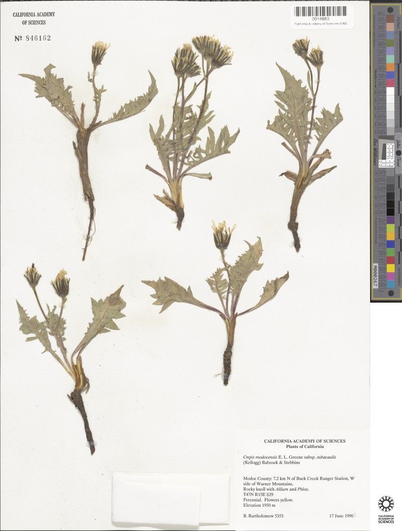 Crepis modocensis subsp. subacaulis