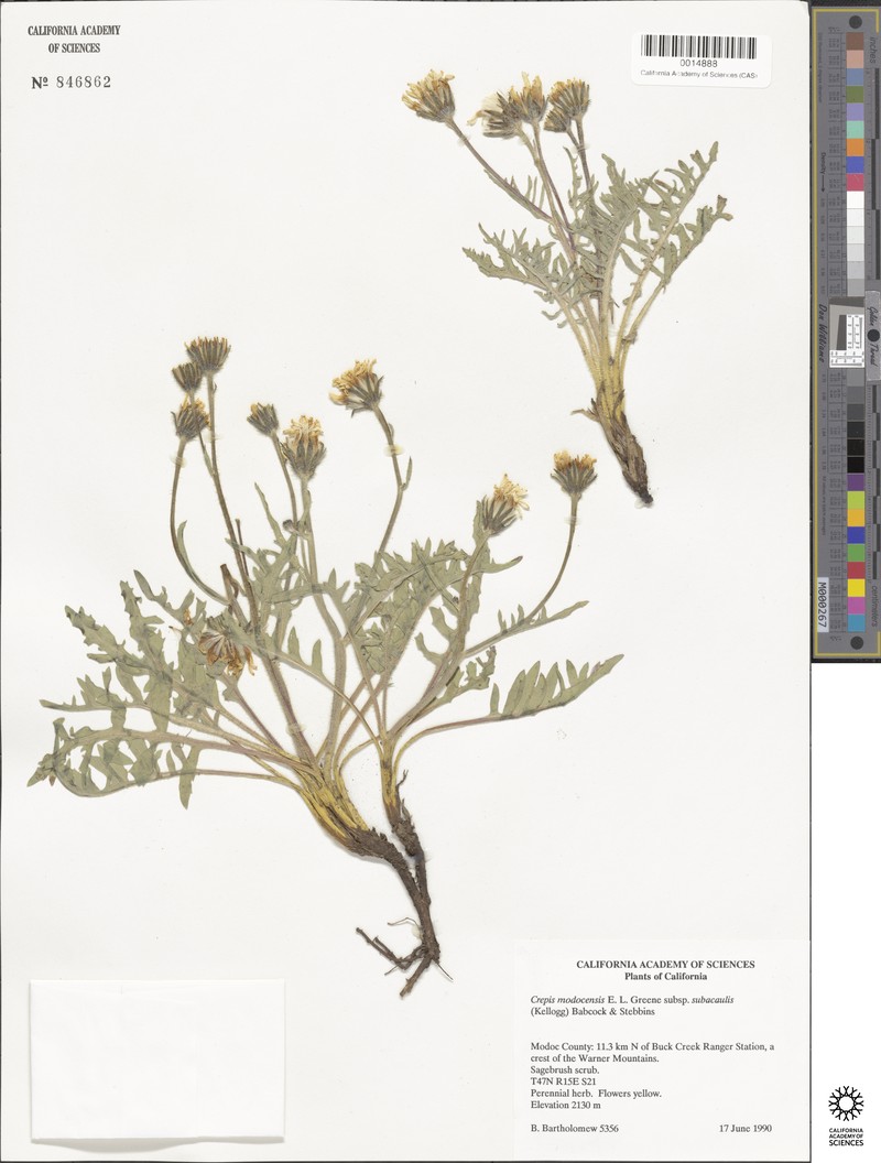 Crepis modocensis subsp. subacaulis photo 2
