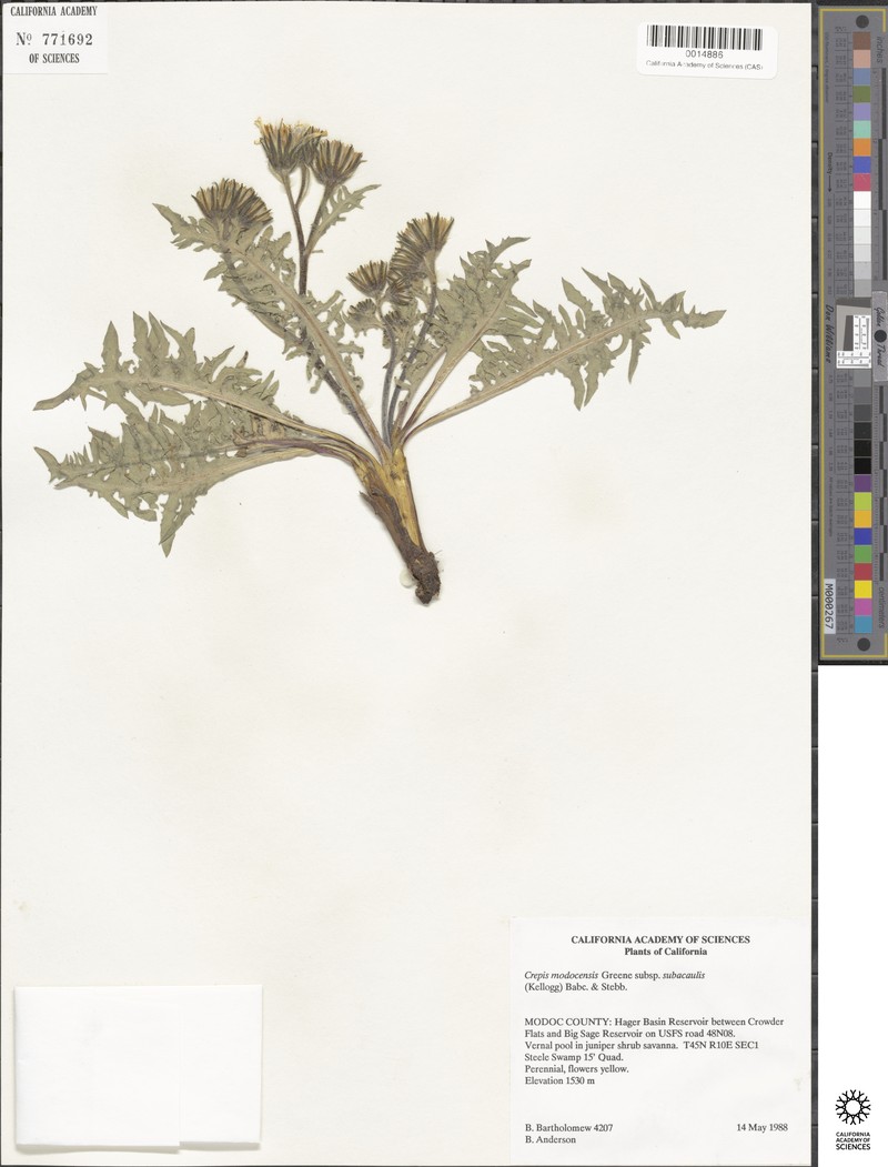 Crepis modocensis subsp. subacaulis photo 3