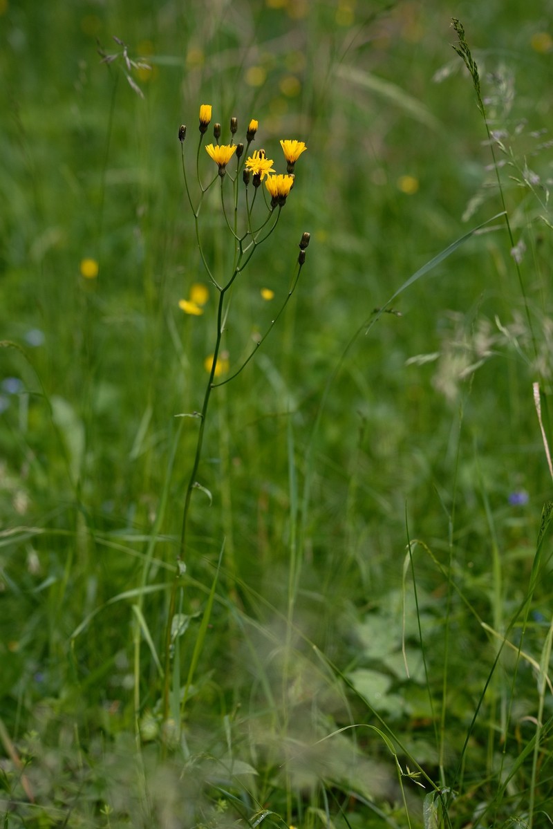 Crepis mollis subsp. succisifolia