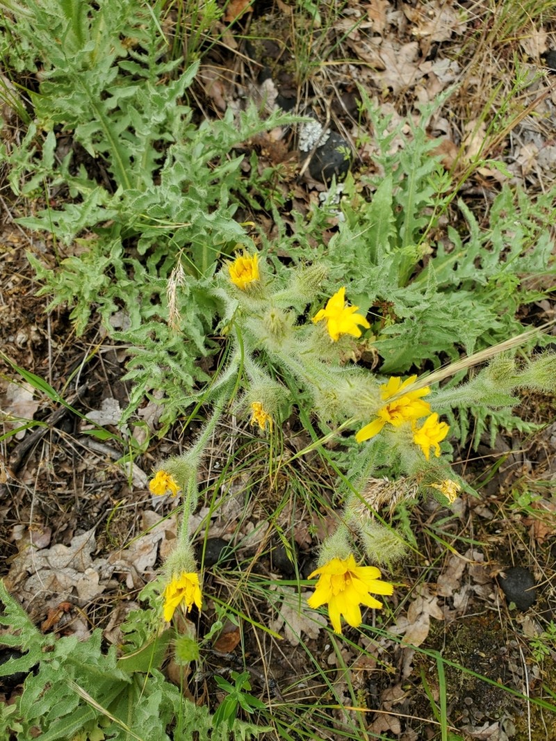 Mountain Hawksbeard photo 3