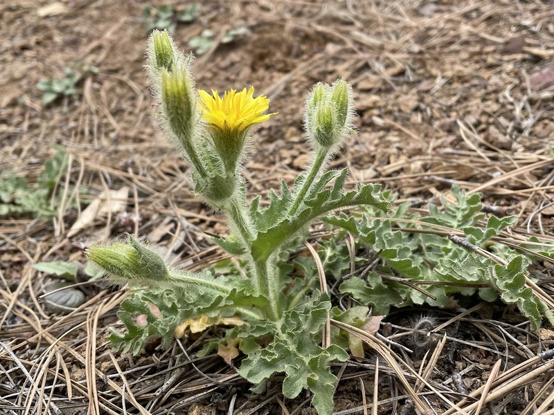 Mountain Hawksbeard photo 5