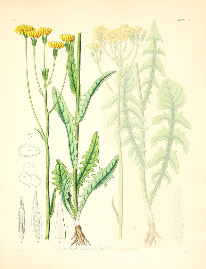 Turkish Hawksbeard