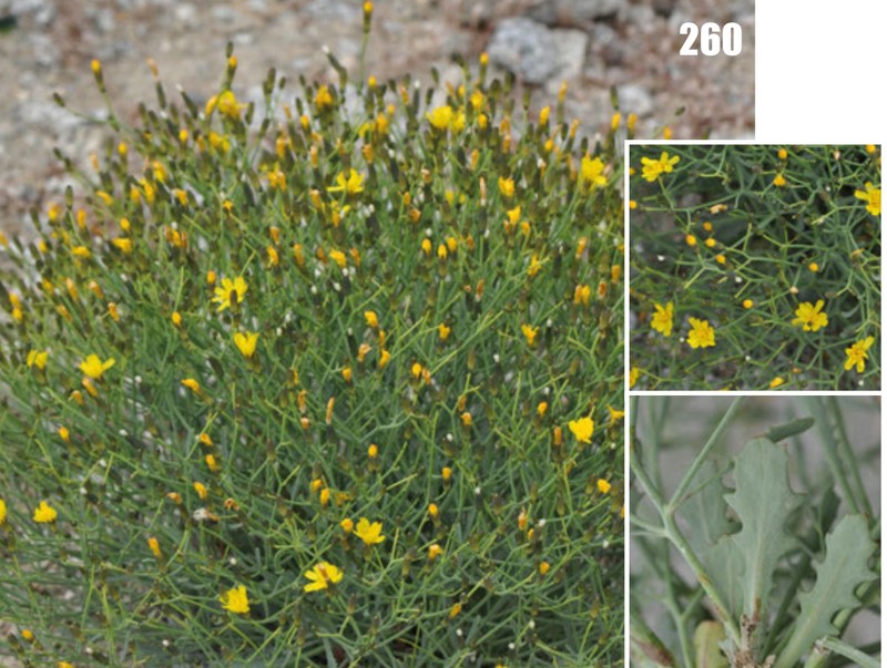 Turkish Hawksbeard photo 2