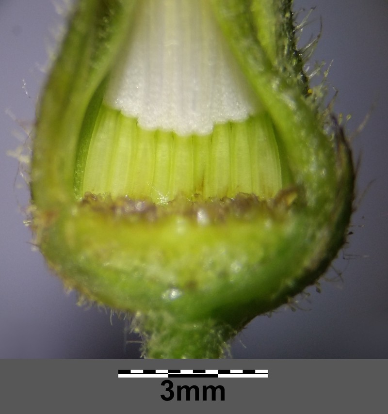Turkish Hawksbeard photo 3