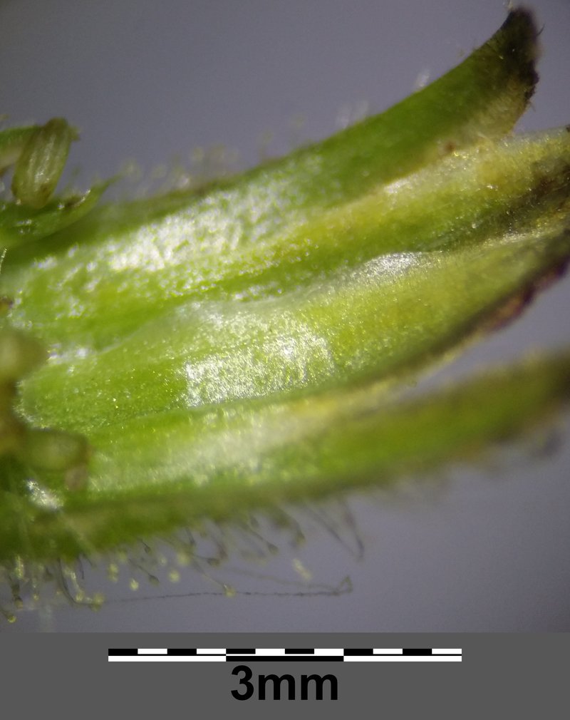 Turkish Hawksbeard photo 5