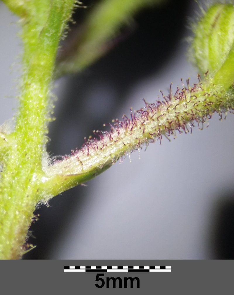 Turkish Hawksbeard photo 6