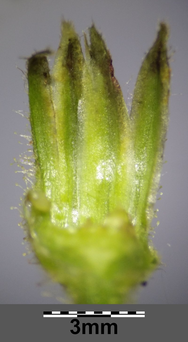Turkish Hawksbeard photo 7