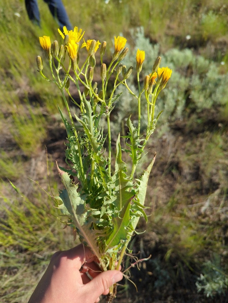 Largeflower Hawksbeard photo 2